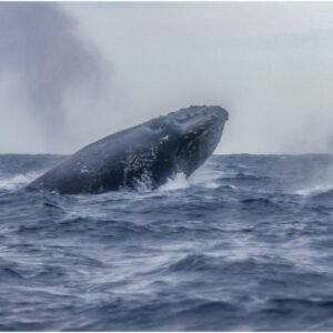 Avistamiento de ballenas PNN Isla Gorgona